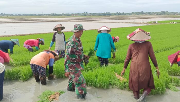Babinsa Mekarsari Koramil 0407/Jatisari Lakukan Pendampingan Pertanian