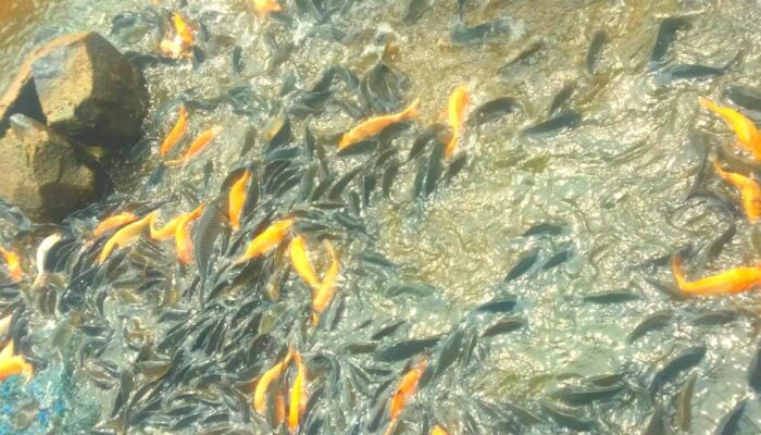 Wirausaha Muda Karawang, Kisah Icak Ardi Penjual Ikan yang Pantang Menyerah