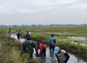 Jumsih, Babinsa Bersama Petani Berjibaku Bersihkan Saluran Air Persawahan di Tempuran