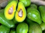Harga Buah Alpukat Terbaru Hari Ini, Sabtu 22 Februari 2025