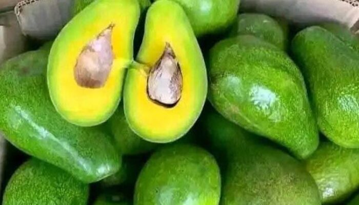 Harga Buah Alpukat Terbaru Hari Ini, Sabtu 22 Februari 2025