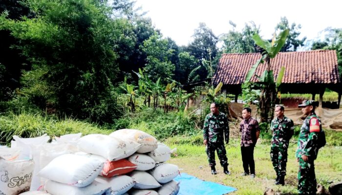 Koramil 1509/Ciawigebang Pantau Penjualan 3,081 Ton Gabah di  Desa Kramatmulya
