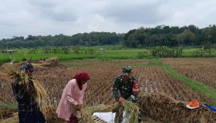 Tancap Gas ! Sertu Dedi Setiabudi Mendampingi Panen Padi untuk Meningkatkan Ketahanan Pangan