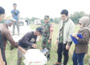 Babinsa dan Bulog Bersinergi Serap Gabah Kering Panen di Kabupaten Kuningan