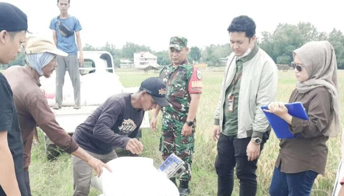 Babinsa dan Bulog Bersinergi Serap Gabah Kering Panen di Kabupaten Kuningan
