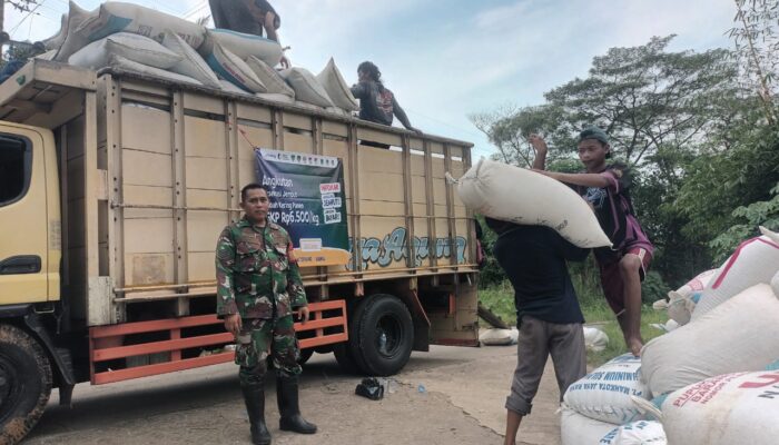 Sinergi TNI dan Bulog Amankan Pasokan Pangan di Karawang, 9.5 Ton Gabah Terserap dari Petani Lokal di Klari