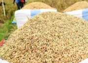 Lampaui Target, Bulog Karawang Terus Serap Gabah Petani