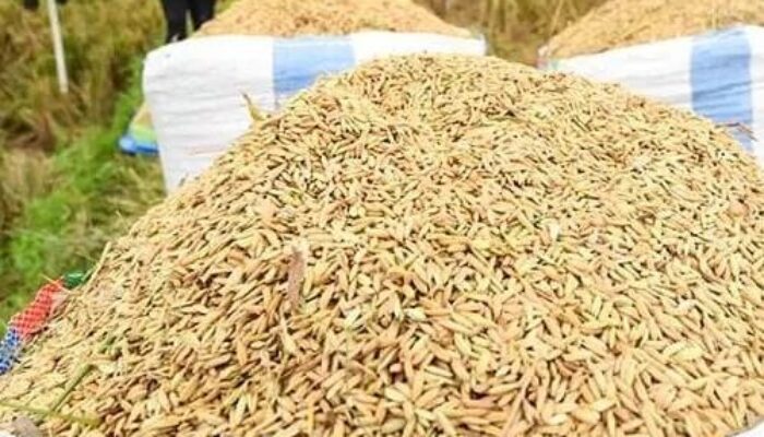 Lampaui Target, Bulog Karawang Terus Serap Gabah Petani