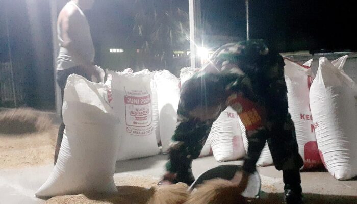 Kekuatan Sinergi, Babinsa Dampingi Petani Karawang, 23 Ton Gabah Mengalir ke Bulog
