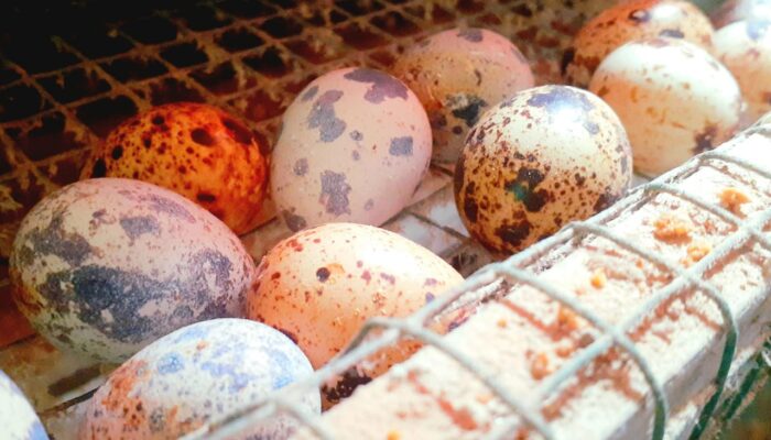 Dari Kandang Rumahan Hingga Cuan Harian, Kisah Peternak Puyuh Petelur Milenial Dari Karawang