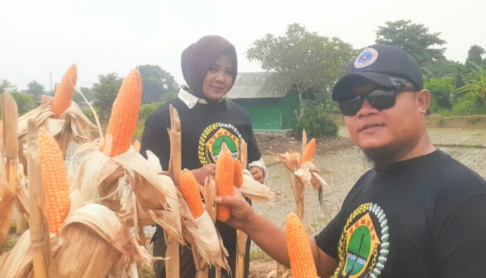 BUMDes Anggadita Juara Sukses Panen Jagung Hibrida, Dukung Ketahanan Pangan Karawang