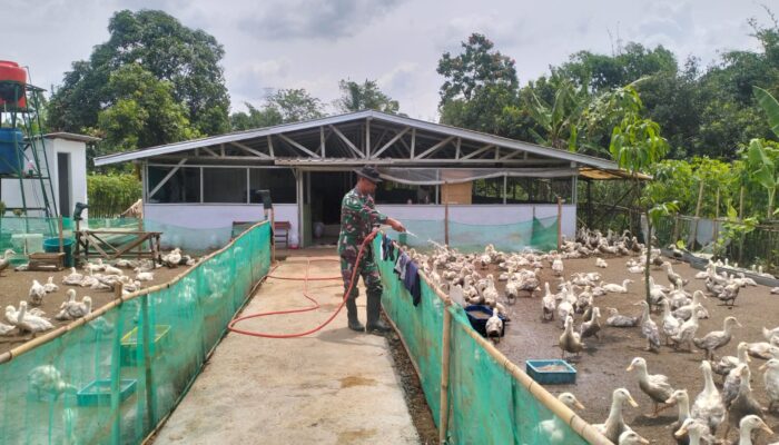 Bukan Sekadar Ternak, Kodim Karawang Cetak Warga Mandiri Lewat Bebek Peking