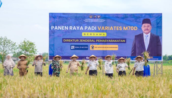 Sawah di Dalam Lapas Berbuah Emas, Dandim Karawang Turun Langsung Panen M70D