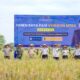 Sawah di Dalam Lapas Berbuah Emas, Dandim Karawang Turun Langsung Panen M70D