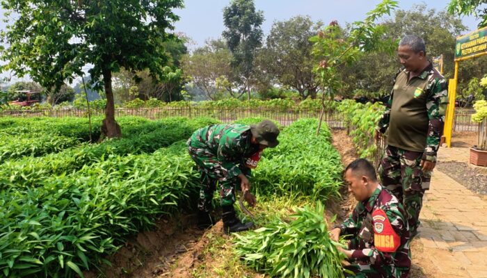Dari Lahan 1.500 Meter, 700 Ikat Kangkung Dipanen dan Dibagikan ke Warga