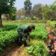Dari Lahan 1.500 Meter, 700 Ikat Kangkung Dipanen dan Dibagikan ke Warga