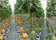 Kang SB Kembangkan Melon Premium di Plawad Karawang, Tawarkan Sensasi Petik Sendiri