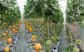Kang SB Kembangkan Melon Premium di Plawad Karawang, Tawarkan Sensasi Petik Sendiri